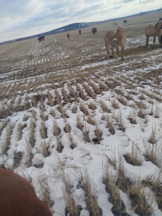 Касячны Жиребец  прадам