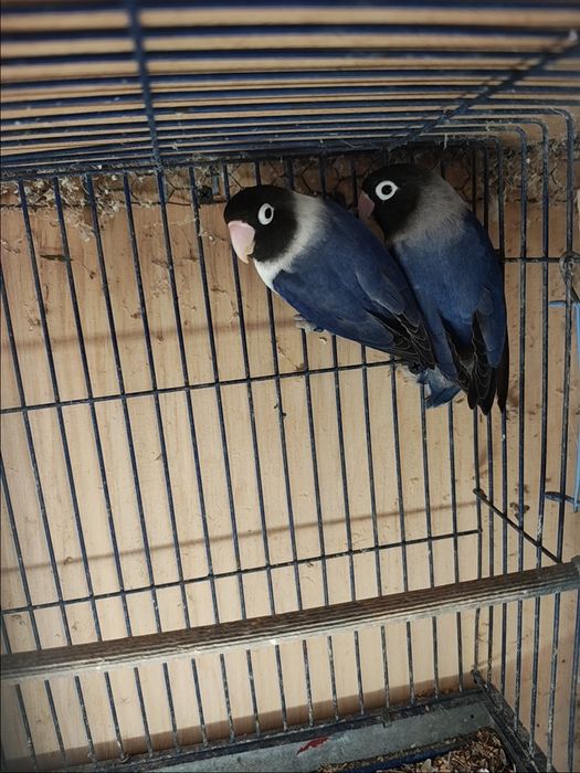 Vând pereche agapornis sau schimb