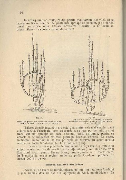 Podgoreanul Priceput - Călăuză Practică (anul 1913) - M. Ambrosi
