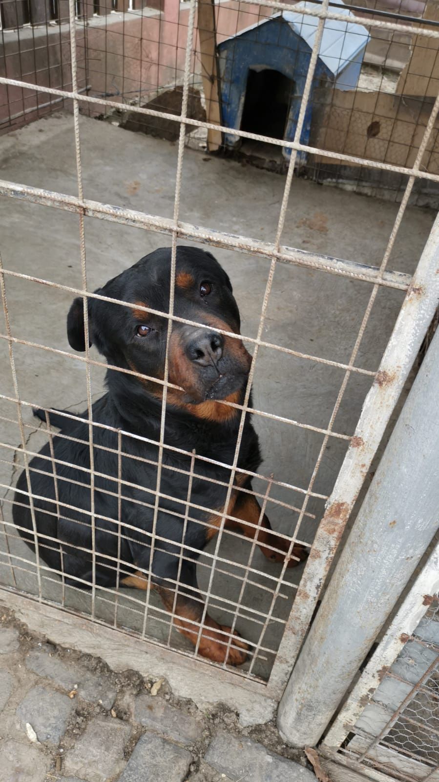 rottweiler 2 ani