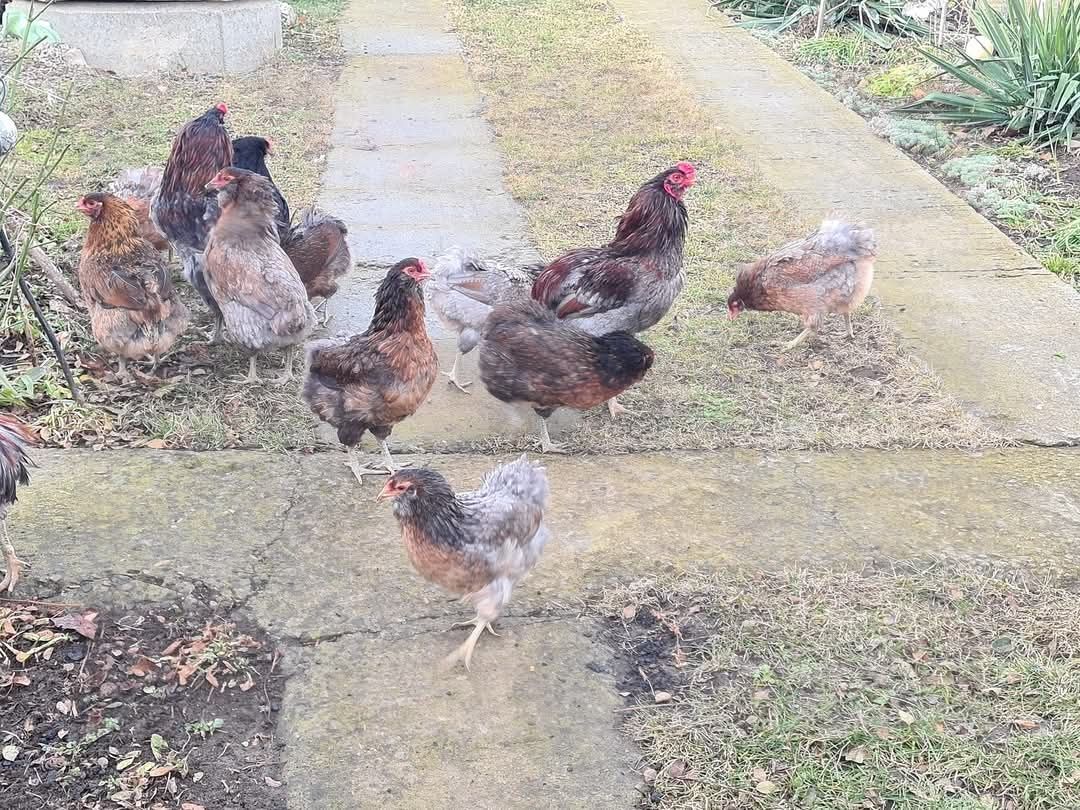 Araucana oua pentru incubatie