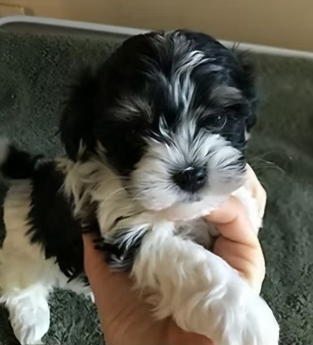 Bichon havanez  băiețel  600 lei