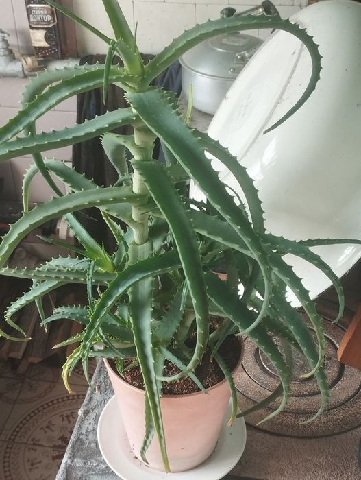 Алоэ лечебный четырехлетний.