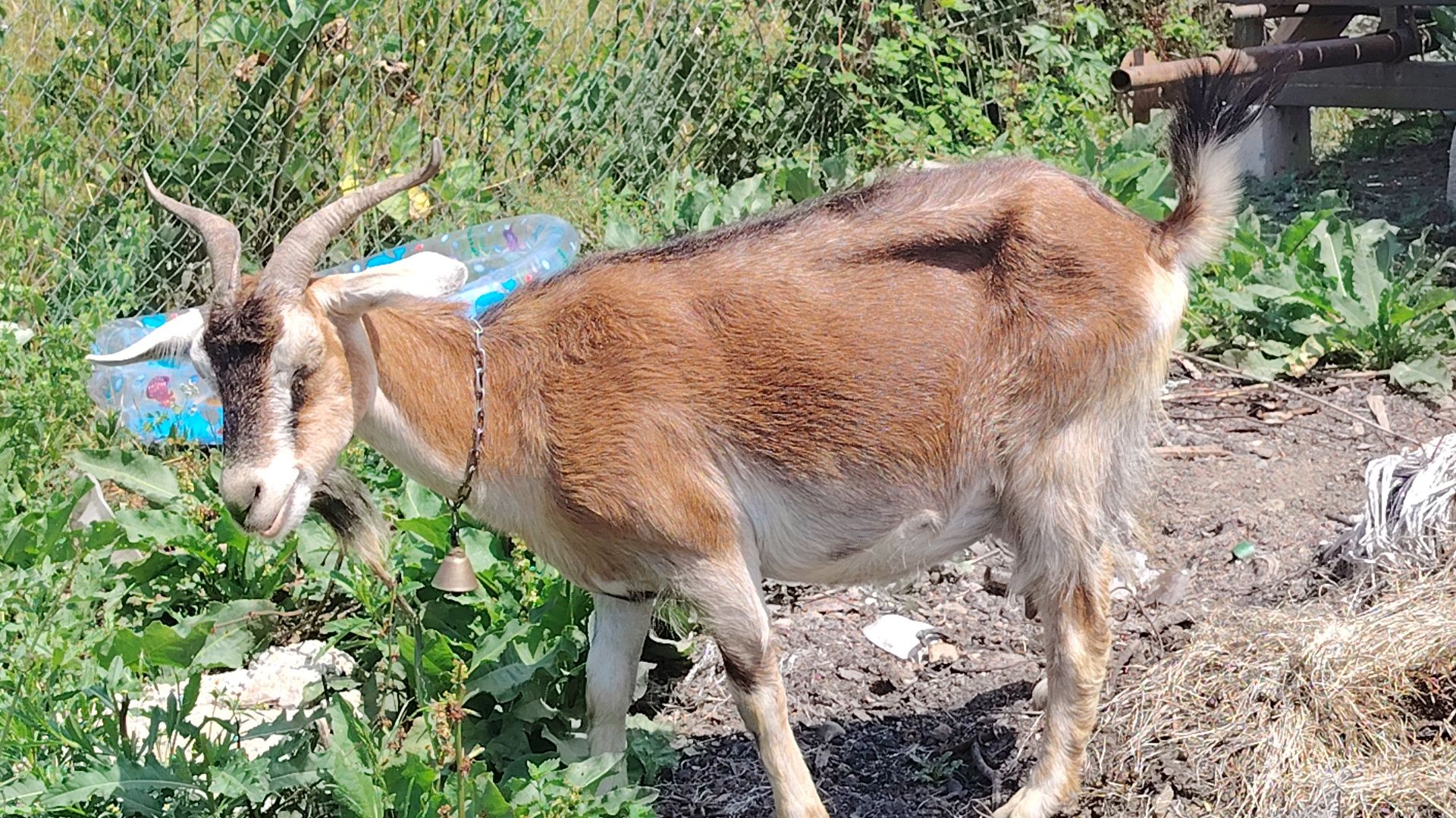 De vanzare 2 capre una cu ieduta langa ia și una fara