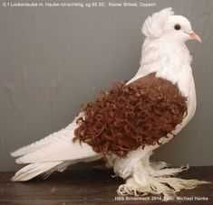 Vand porumbei de ornament