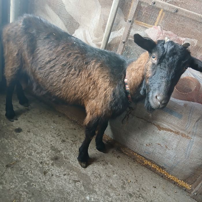 Capră Alpină Franceză