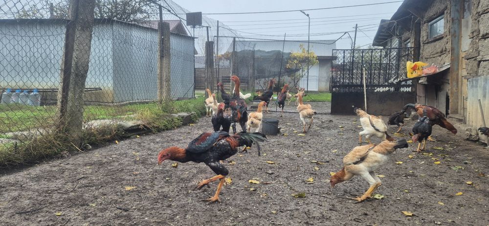 Perechi combatant malaez