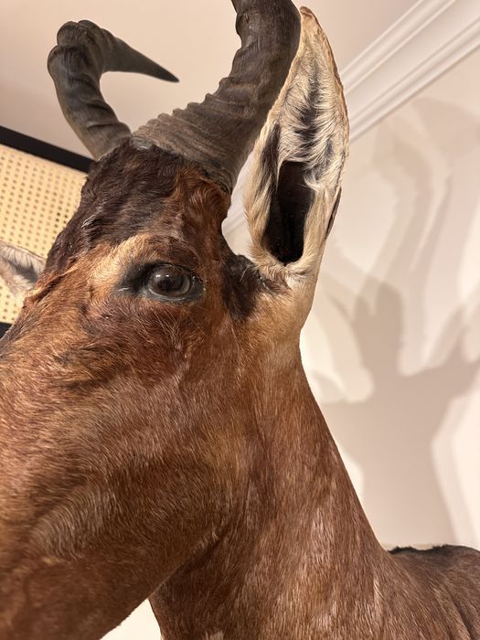 Trofeu antilopa kongoni