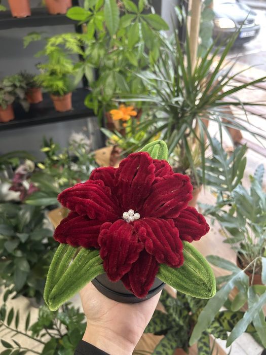 Коледна звезда,  подарък