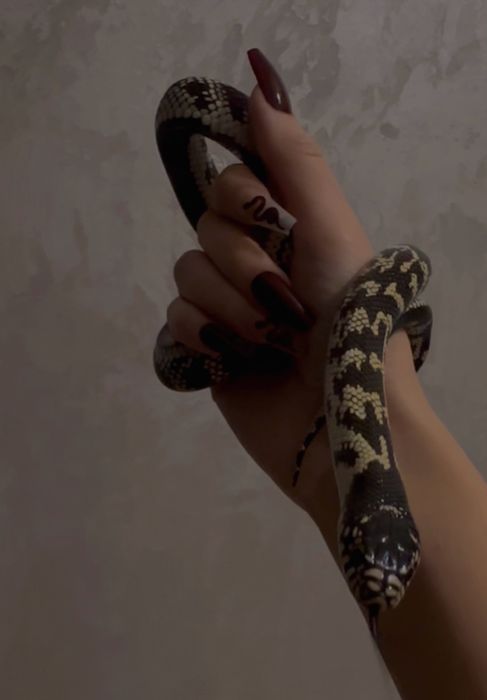 Калифорнийская змея взрослая три года