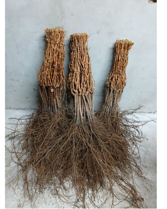 Vita de vie altoita de vânzare