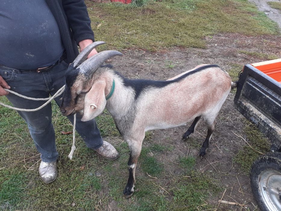Vand țap alpina franceză