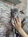 Chinchilla 6 luni
