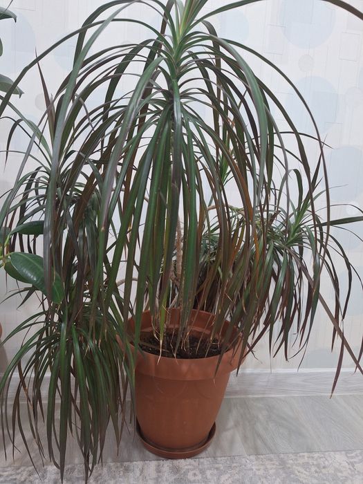 Продаётся домашние цветы