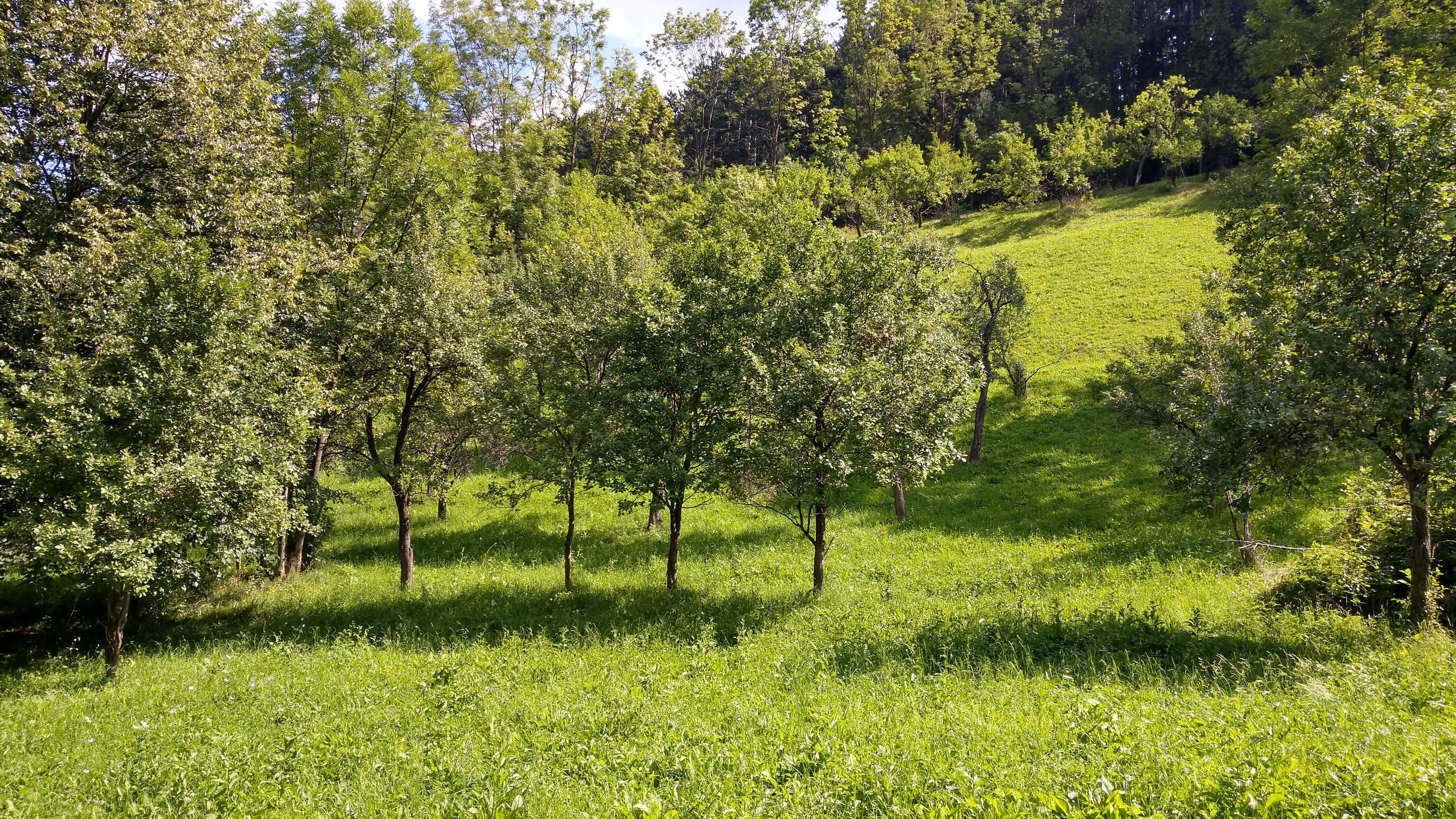 teren Intravilan,intrare din DN1, Posada-Sinaia 4300 mp,Valea Prahovei