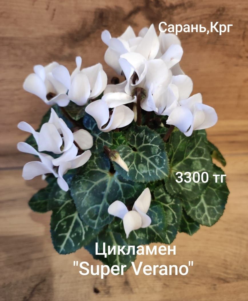 Мурайя,Цикламен,рипсалис