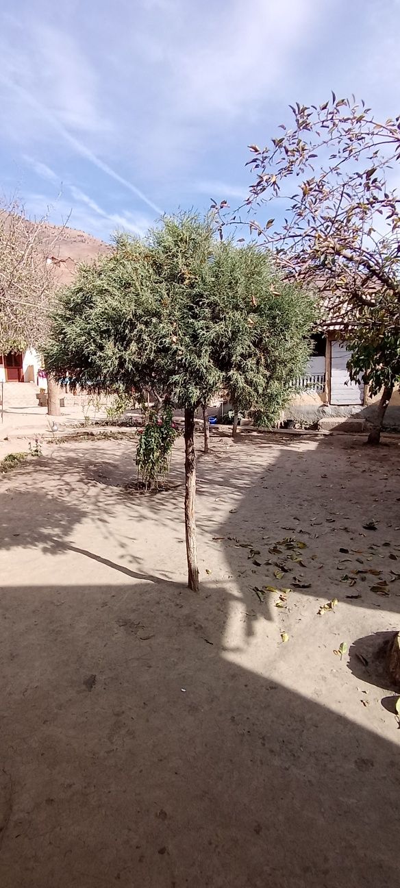 archa juda xoushboʻy hidli