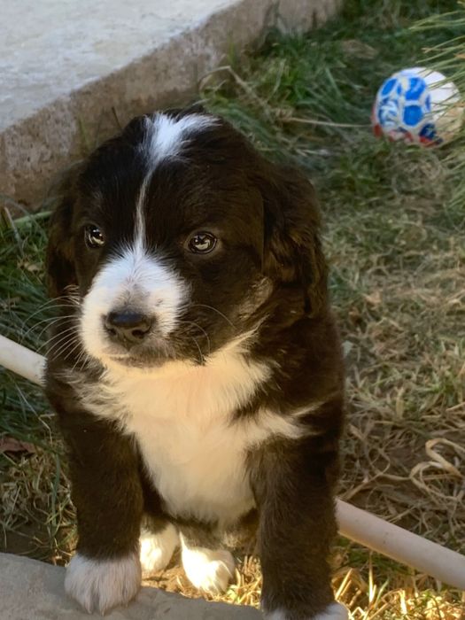 Охотник пародасы күшігі