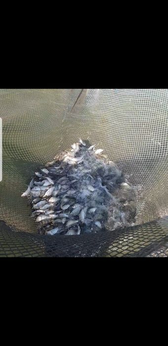 Садка за съхранение на риба