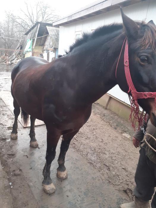 Vând sau dau laschimb pe o vaca