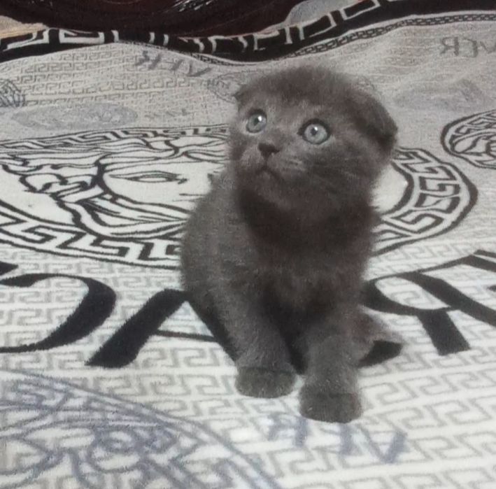 Шотландские котята