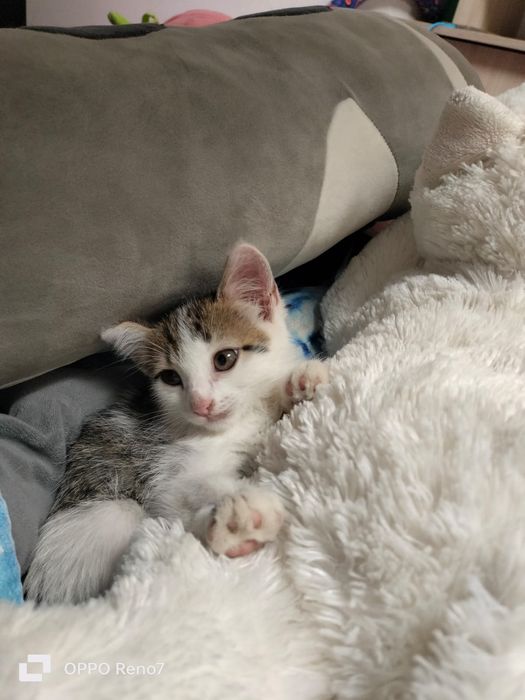 Котенок мальчик.