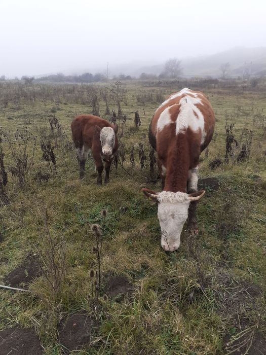 De vanzare vaca cu vitea