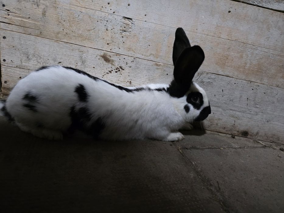 Iepure urias pestriț german