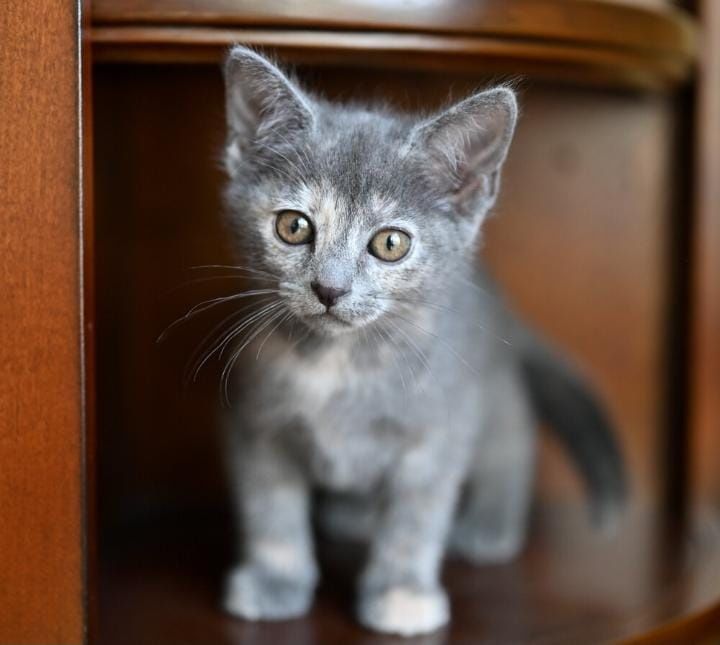 Котенок девочкам