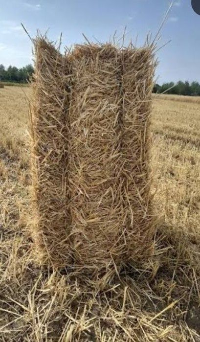 Baloți de paie  de grau