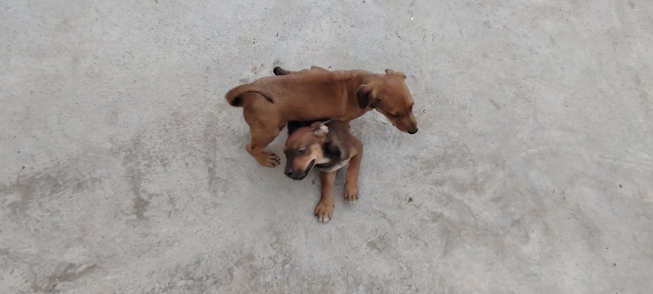 Doberman  gold ranglaridan ham bor