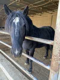 Продается лошадь порода Владимирская  около 3,4 года