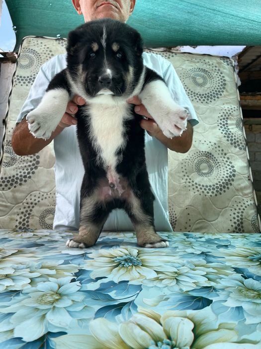 Щенок алабая ( Супер Гигант )