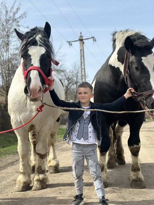 Armasar tarcat de vanzare