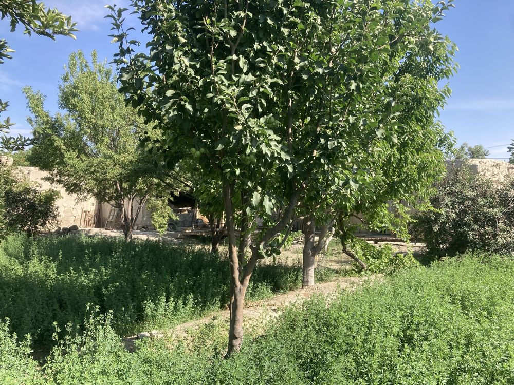 Navoiy v Karmana t Talqoq mfy Lo'baton 188 Hovli sotiladi.