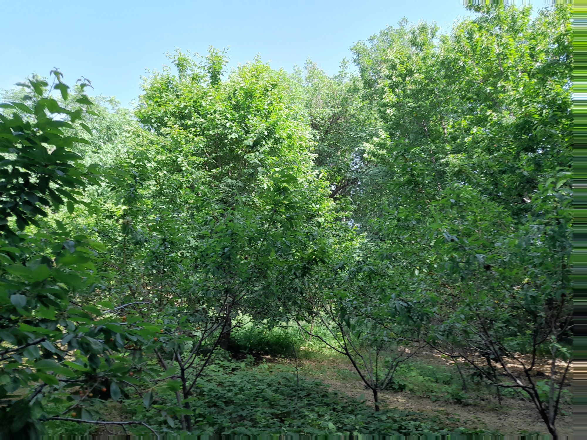 Soqoqda tapchan bor