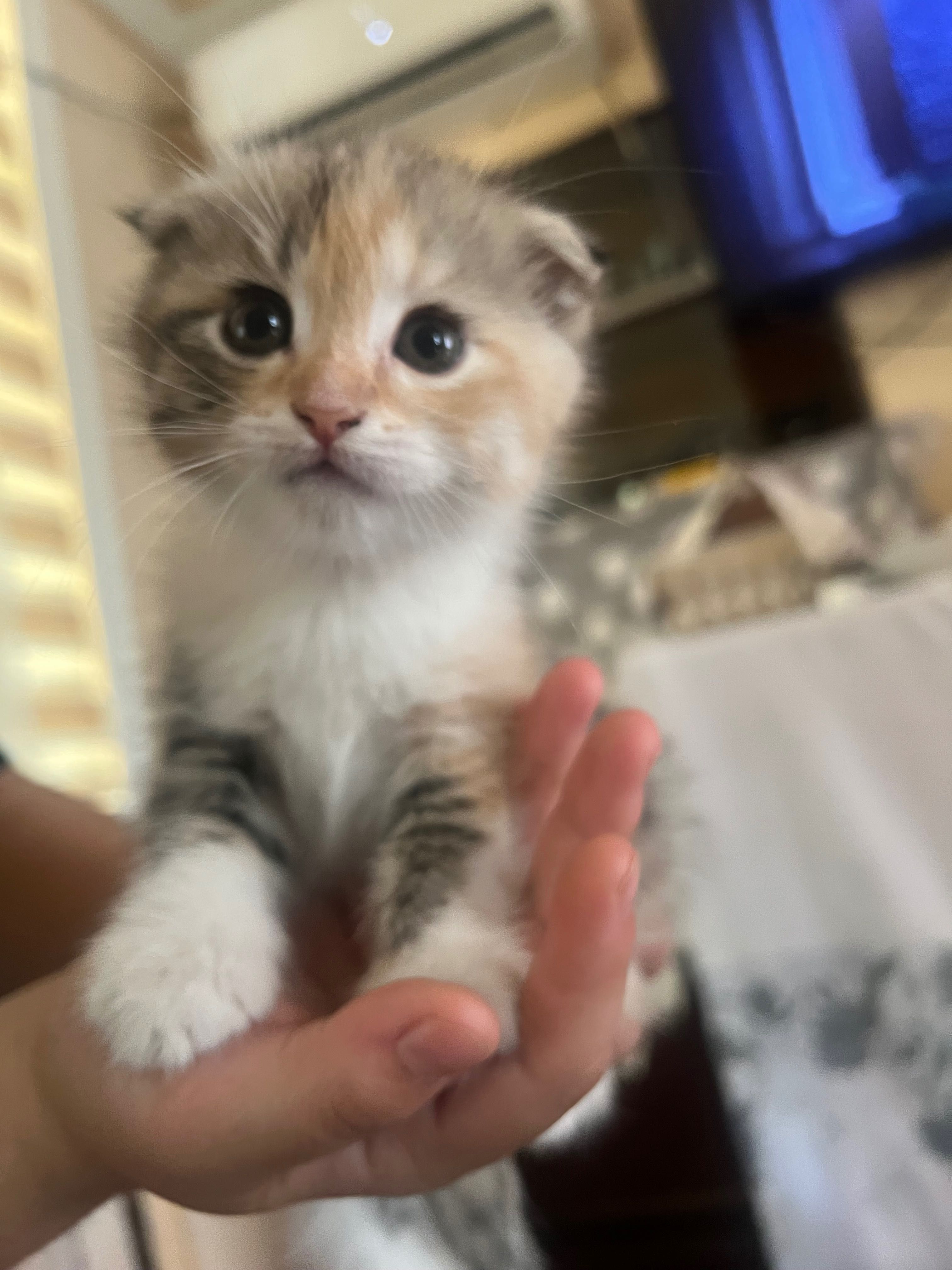 Вислоухий кошка 1.5 месяцев