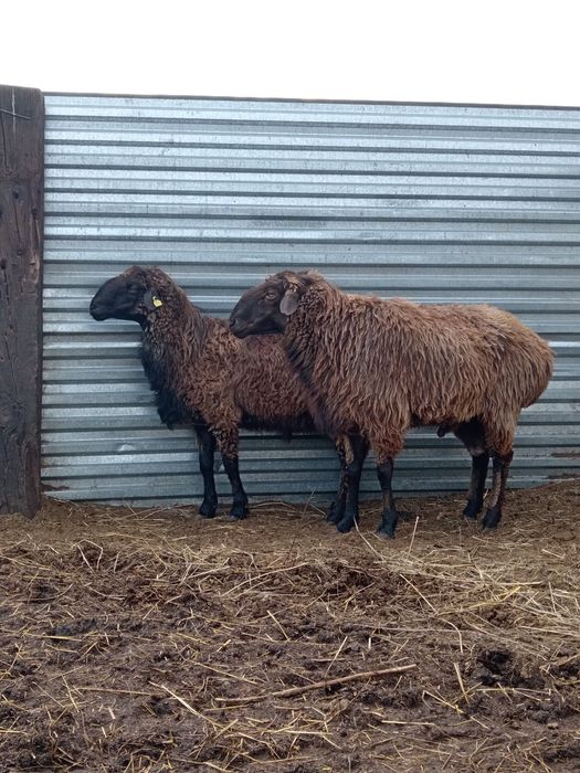 Бараны производители