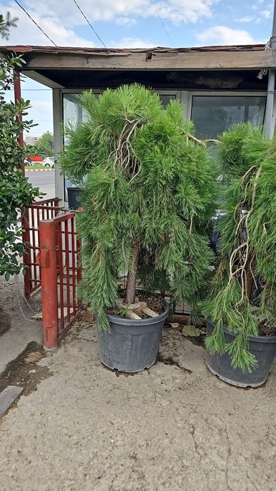 Lelandy laur englezesc tuia smarald calitate extra pret producator