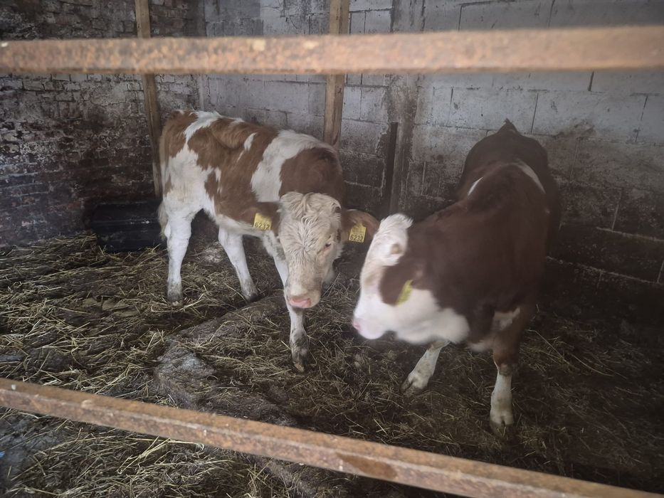 Vând viței bălțată românească