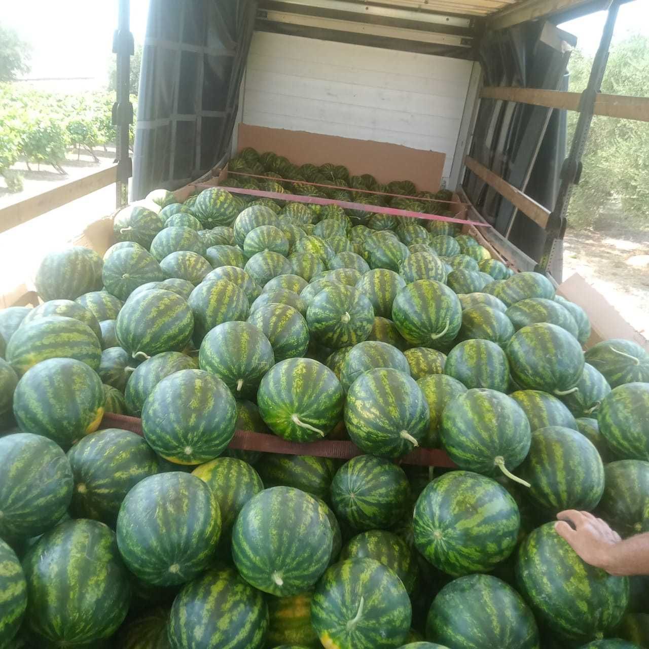 Vand Pepeni Verzi