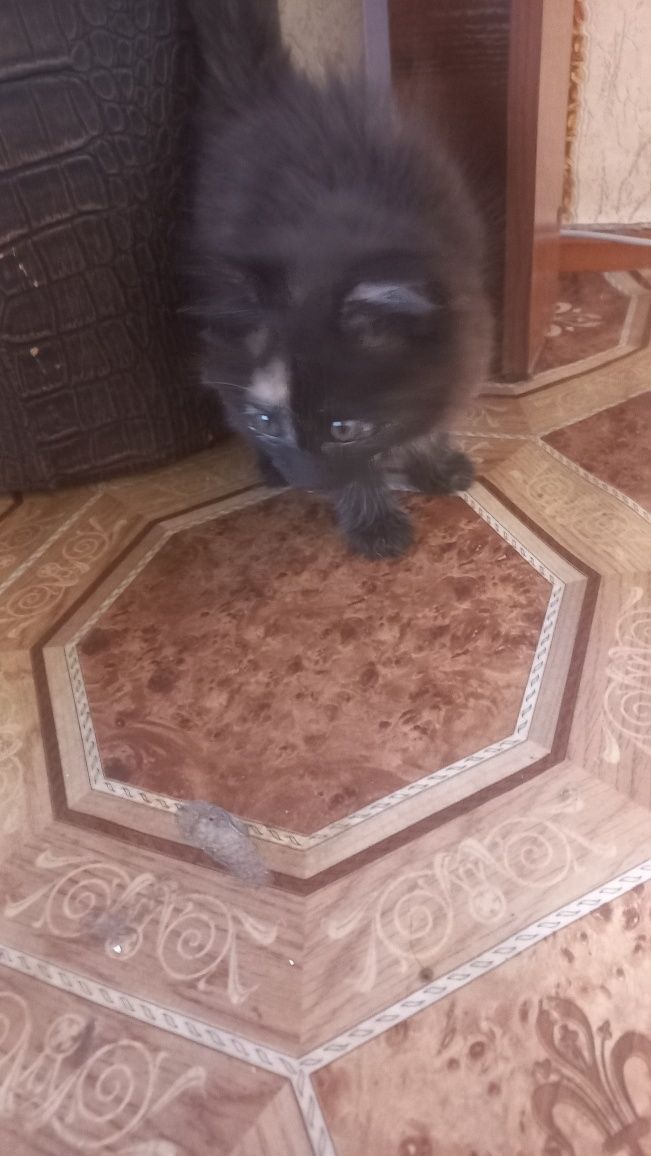Отдам в хорошие руки