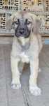 Vând pui femelă Kangal de talie mare