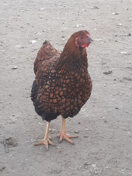 Gaini wyandotte de vanzare