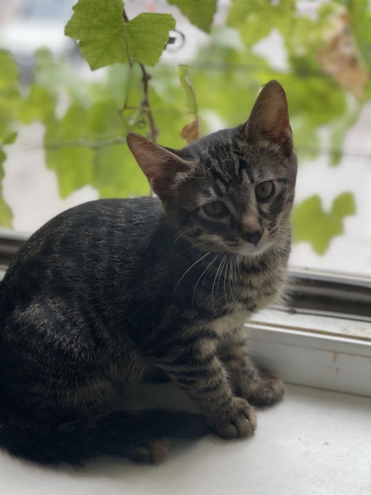 Бесплано отдам котят