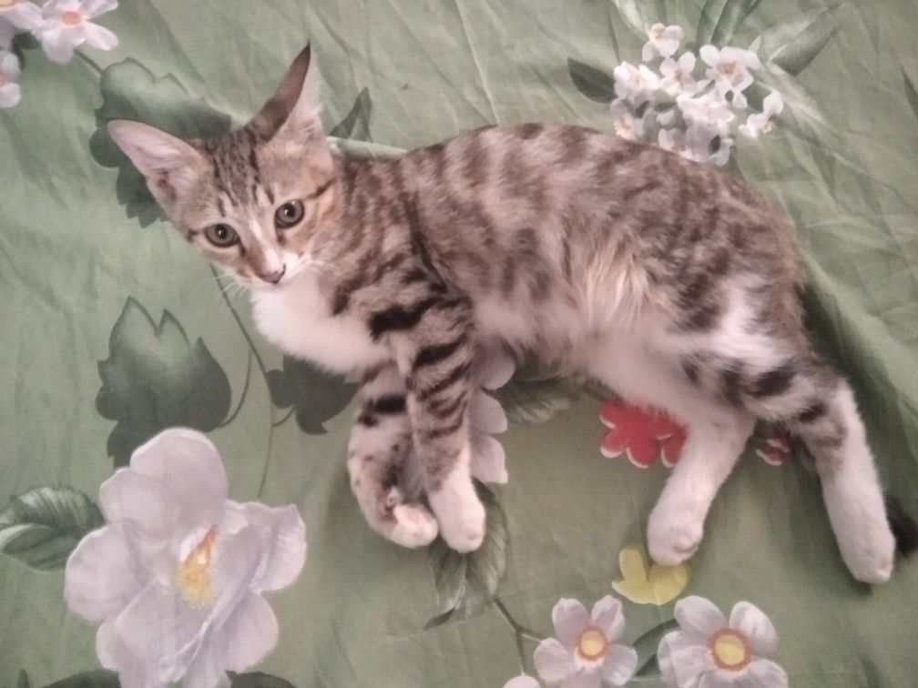 Котята,только ответственным людям!
