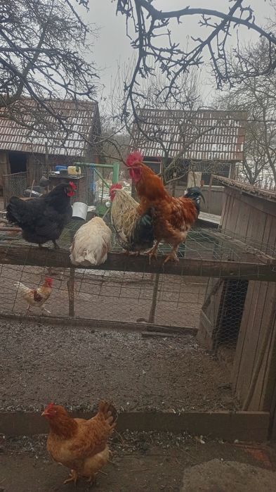 Gaini-Cocosi de casa - 100 bucata