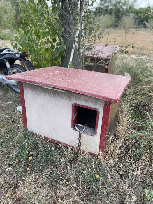 Cusca pentru caini