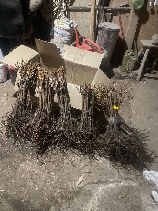 Butasi vita de vie și pomi fructiferi