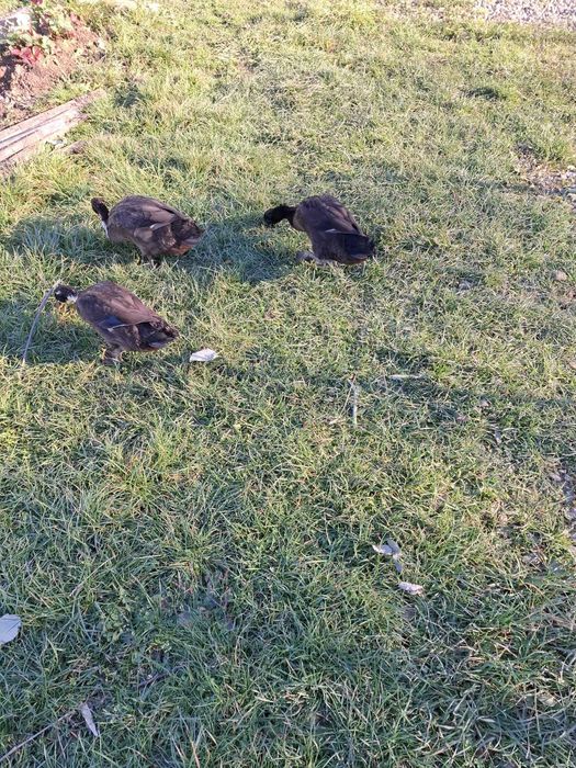 Rate indiene alergatoare, 2 ratoi